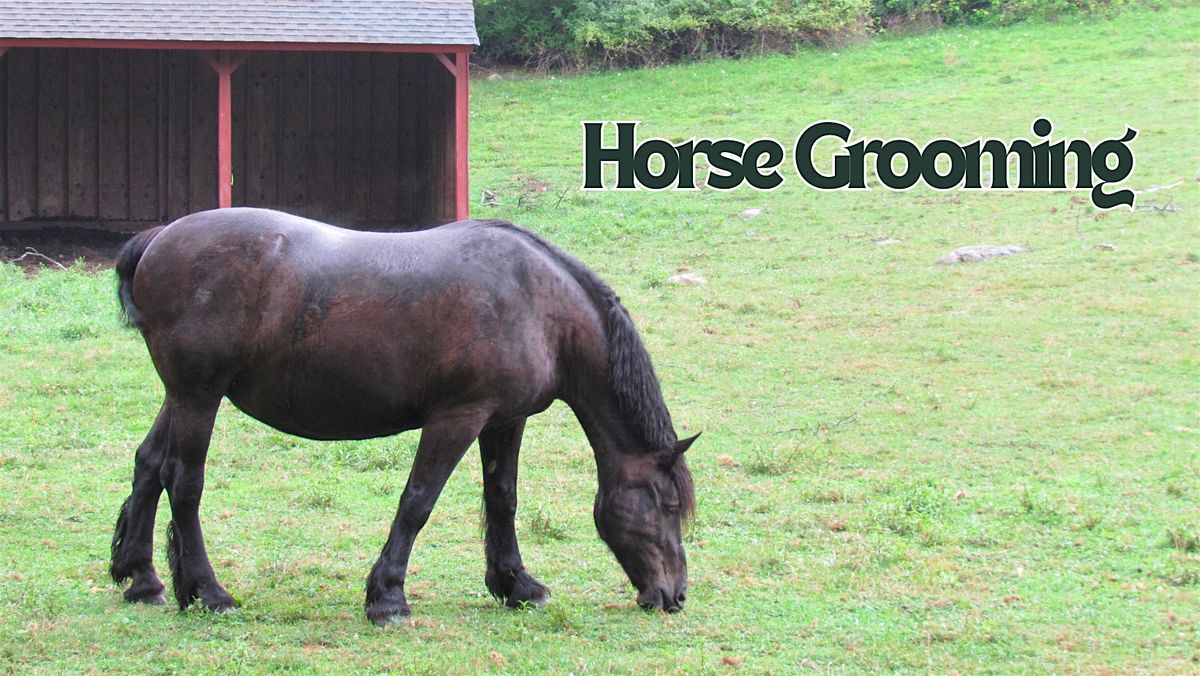 Horse Grooming