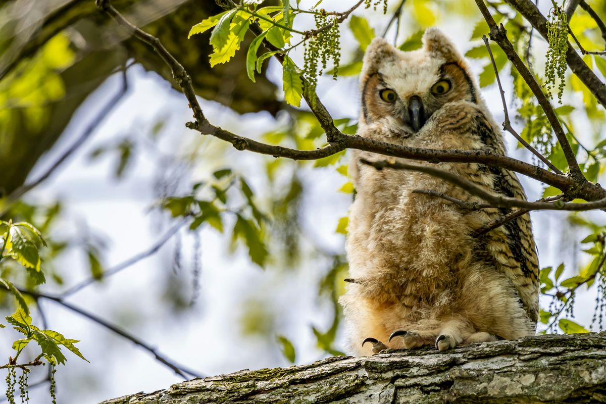 Science Saturday: Birds of Prey
