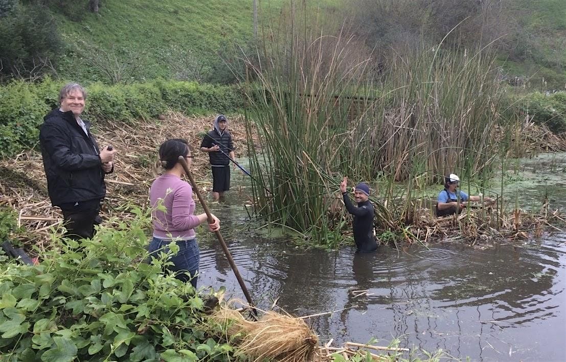 Water Gardening & Alemany Pond Restoration Day