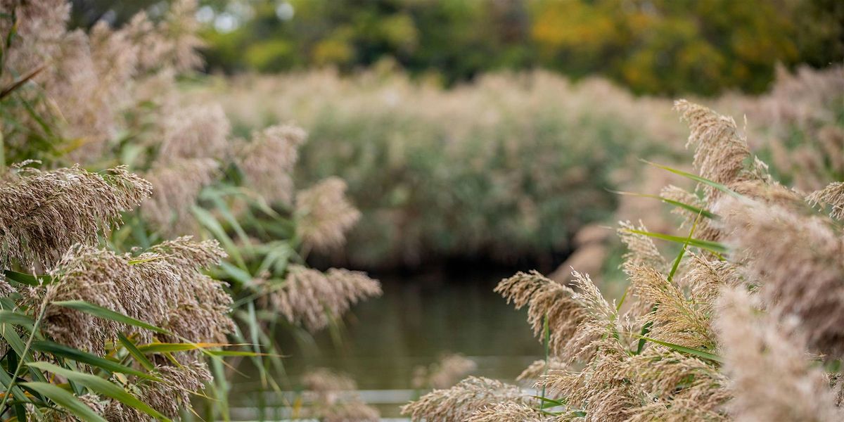 Wander the Wetlands