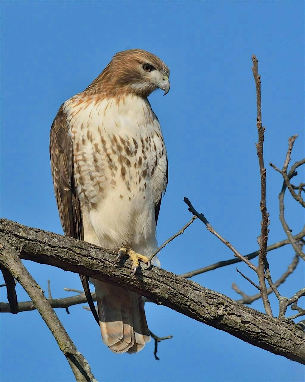 Introduction to Raptors of  Skagit Flats