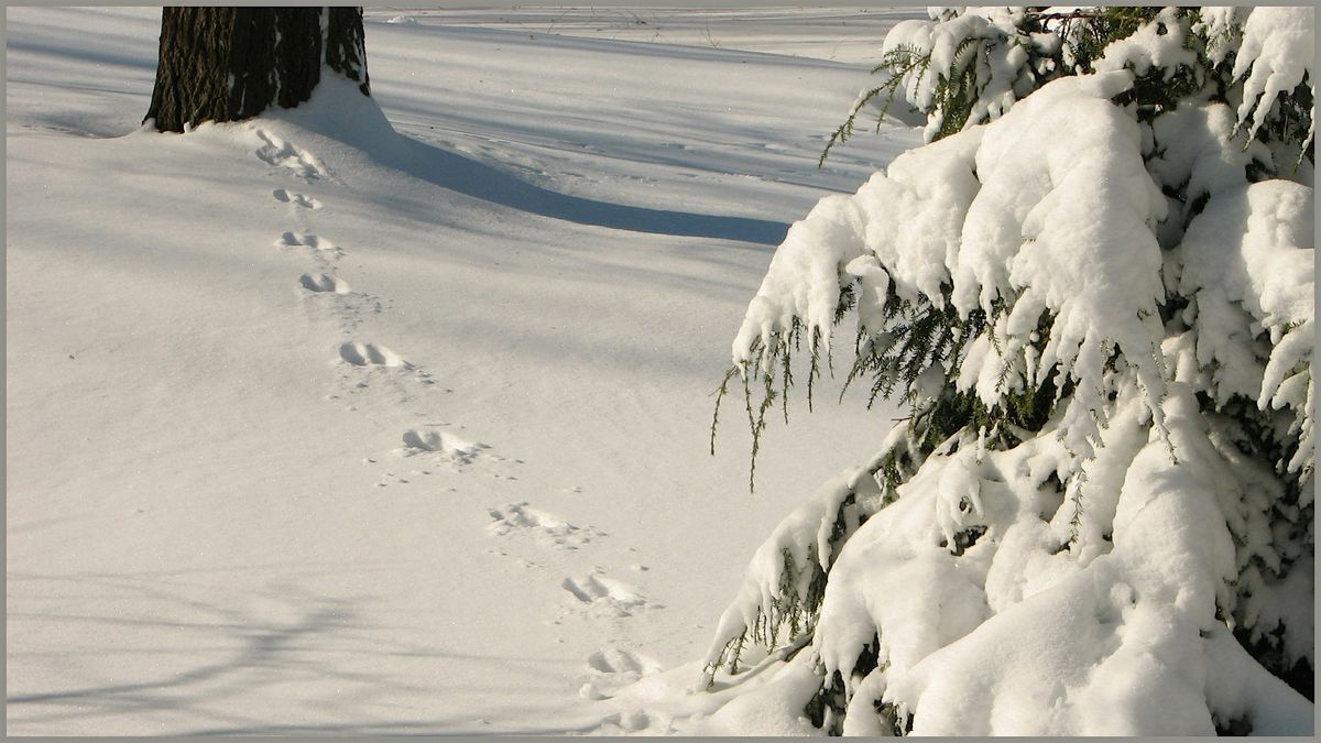 Wildlife Tracking - Friday Night Talk