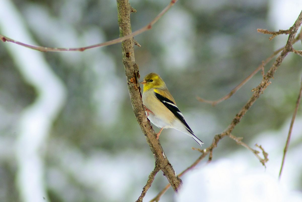 Winter Bird Watch - Citizen Science & Identification with  Quittapahilla Audubon Society 