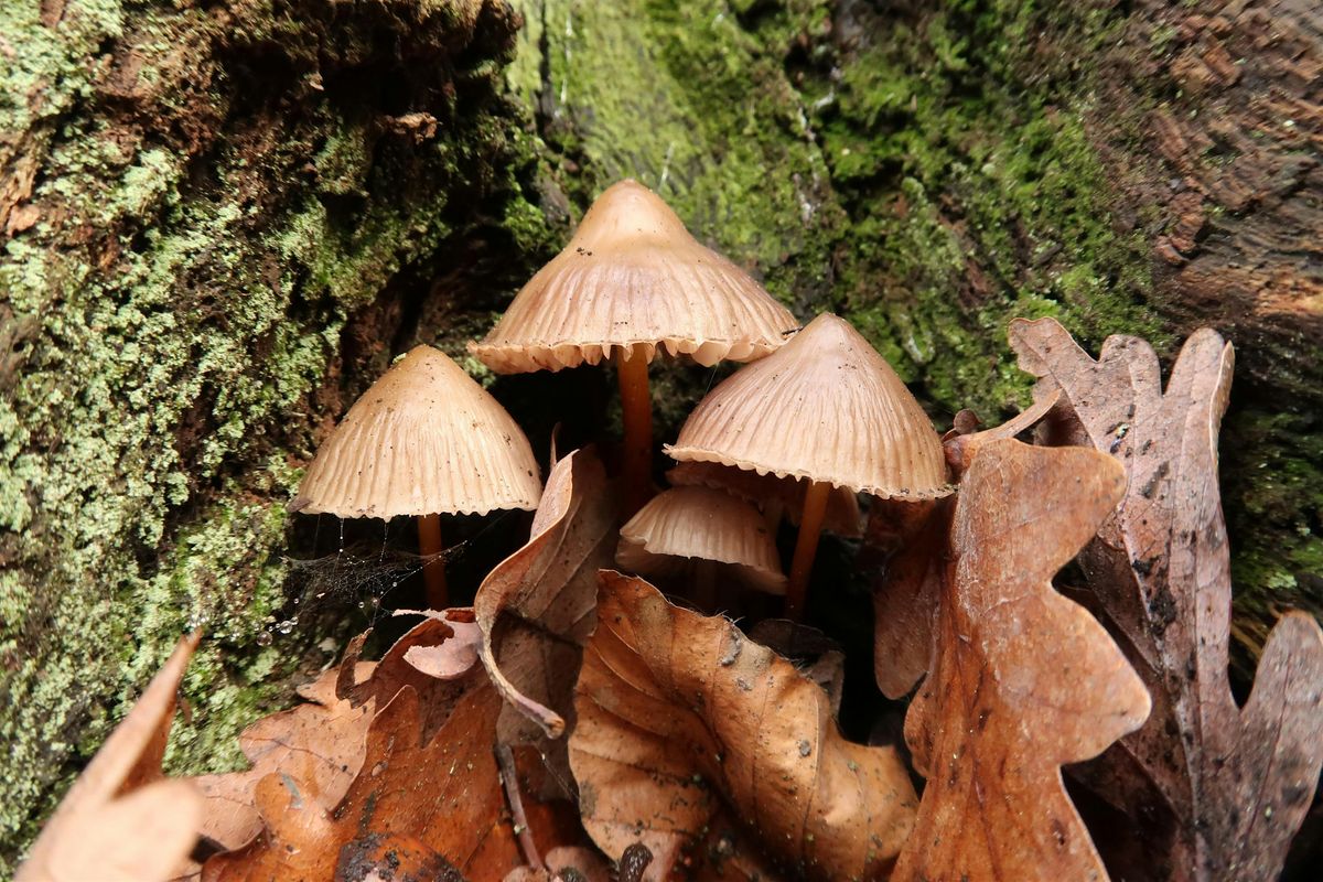 Woodland Fungi Walk