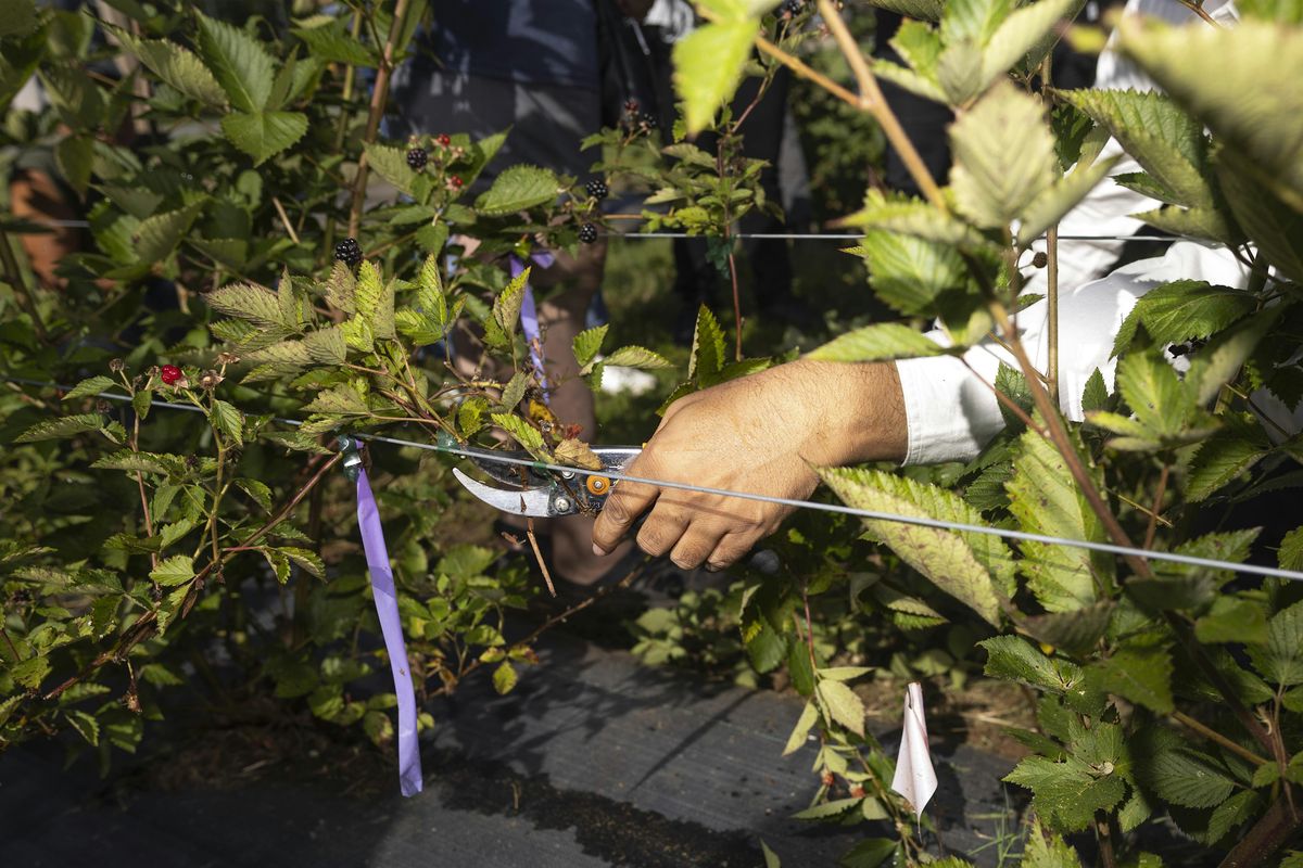 10-04-2025 - Live Demonstration: Propagation & Repotting Your Plant