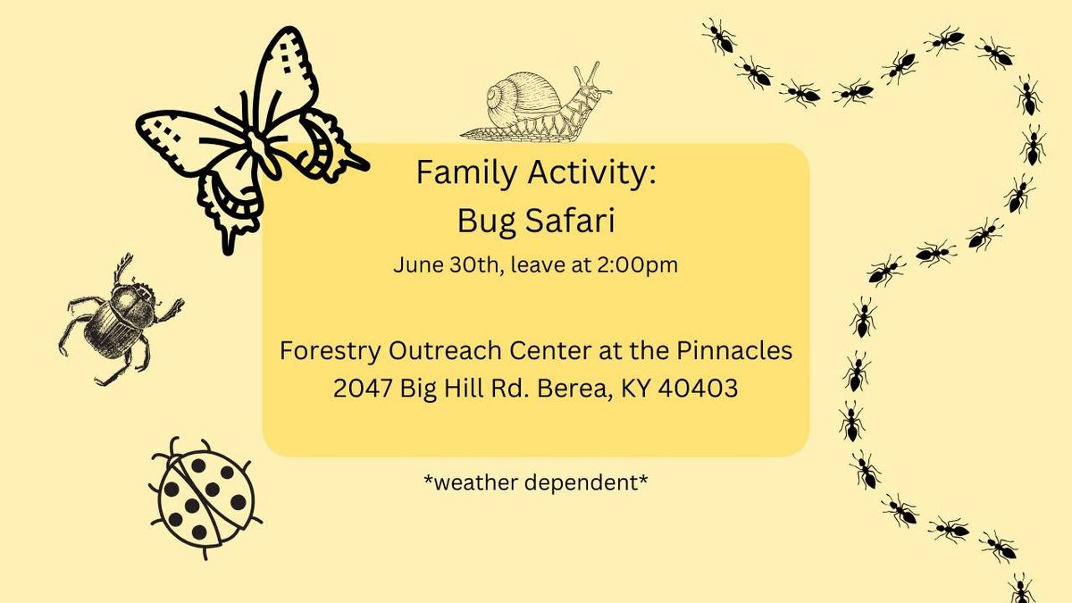 Family Activity: Bug Safari
