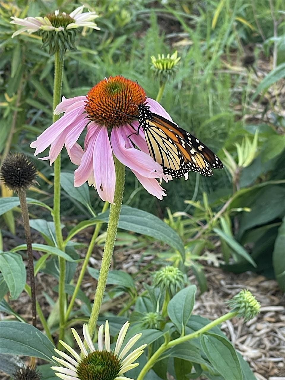 Building Community With Gardening