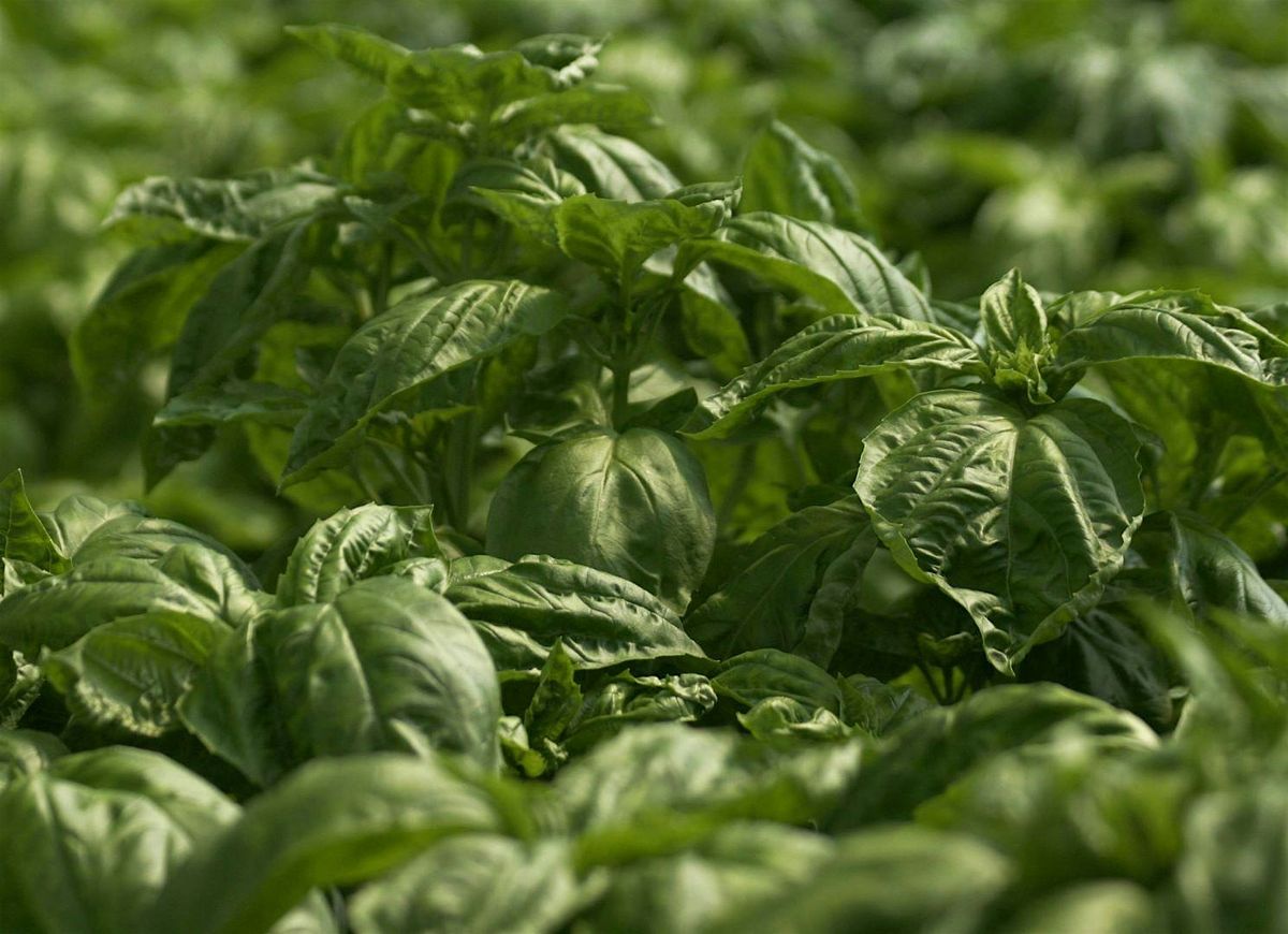 Growing, Cooking and Preserving Herbs