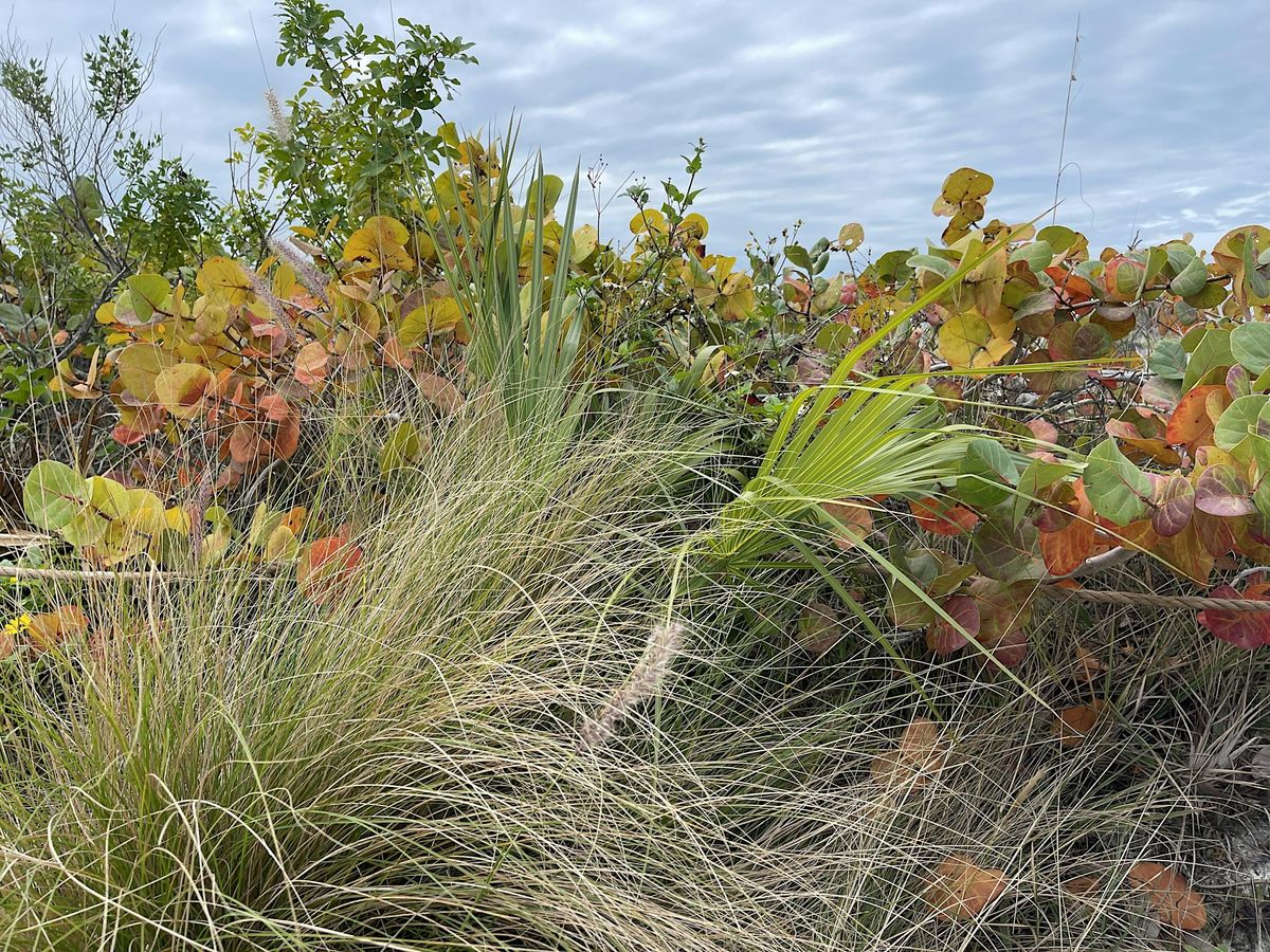 Native Plants Through the Seasons