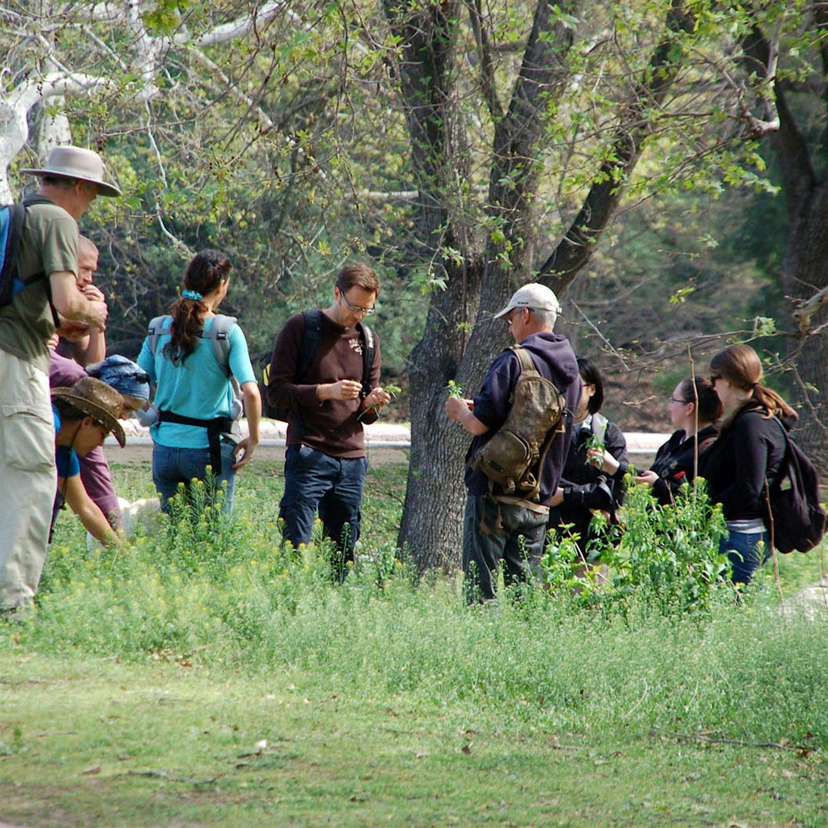 Eco-Friendly Foraging - Plants Walk \/ Wild Food Tasting & Drinks