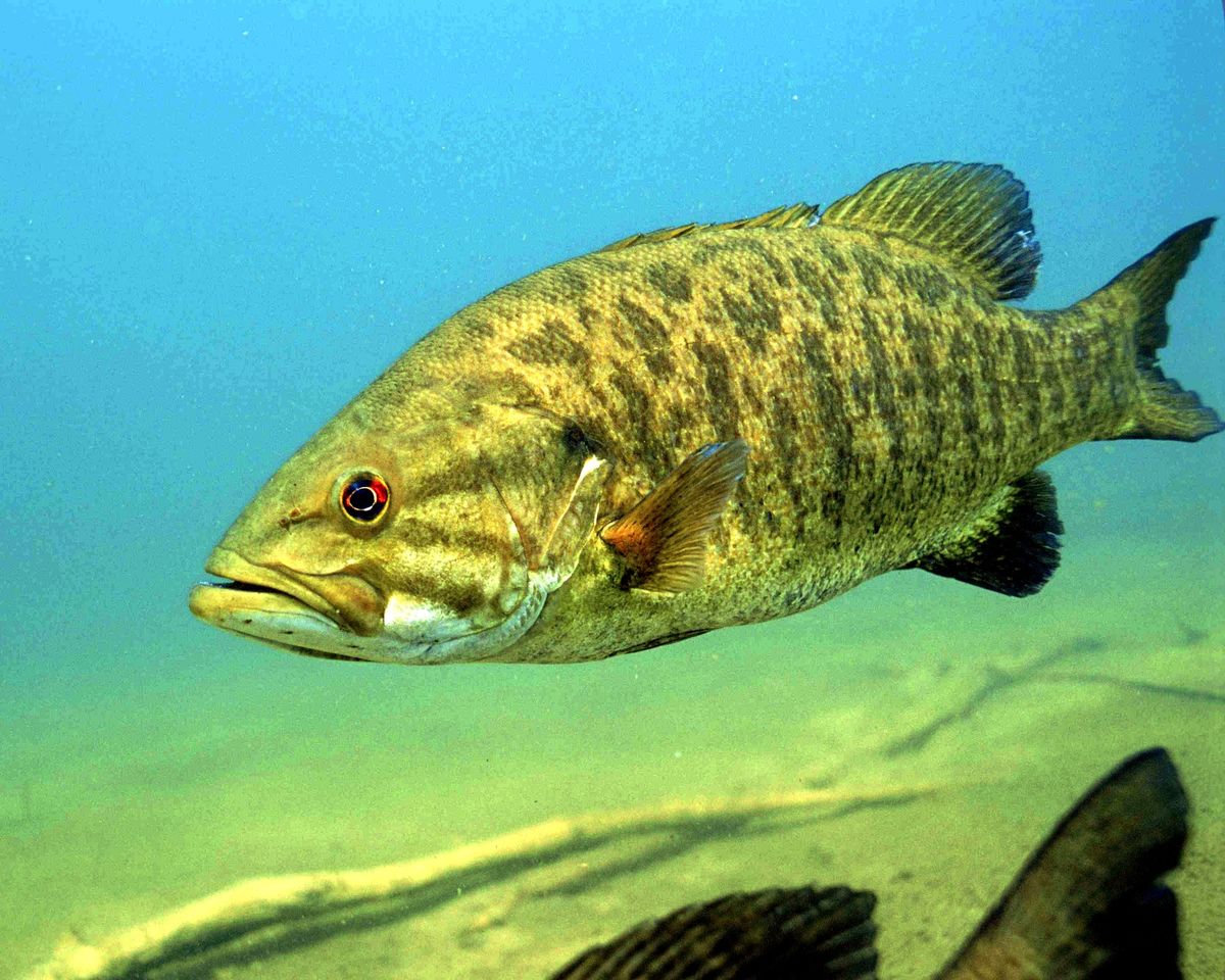 Summer Smallmouth 2 Man Tourney July 5th to July 7th - iAngler