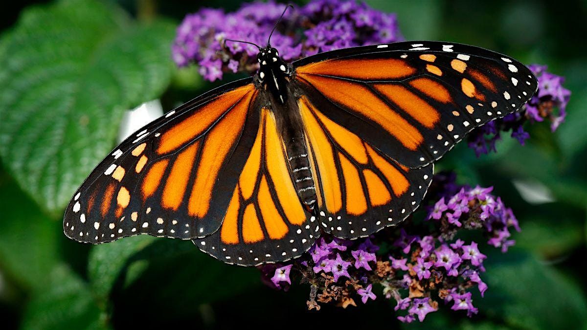 Monarch Butterfly Tag and Release - Saturday 9\/20 - 2:00 PM Session