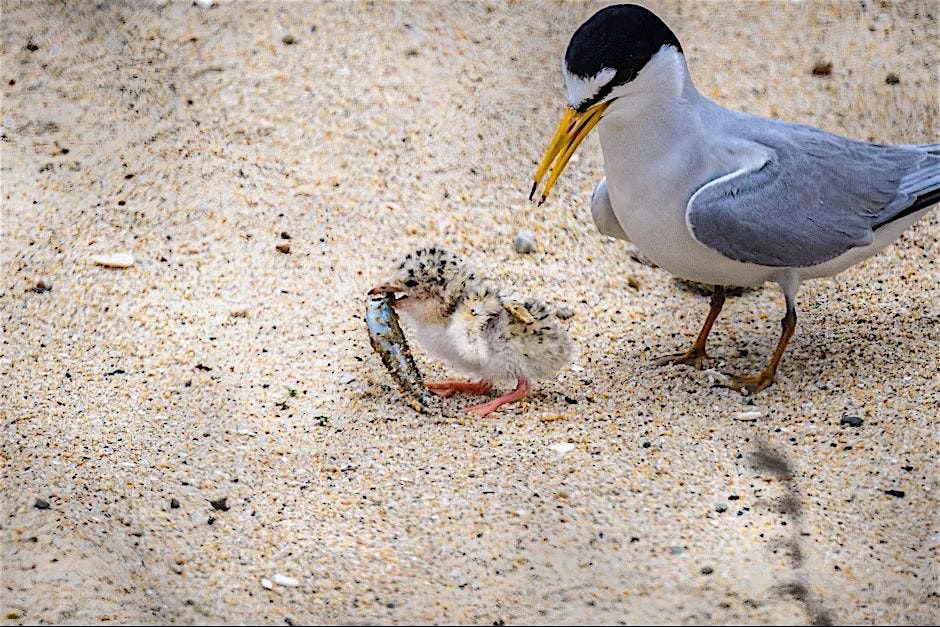 OCH Least Tern Preserve Coastal Dune Restoration