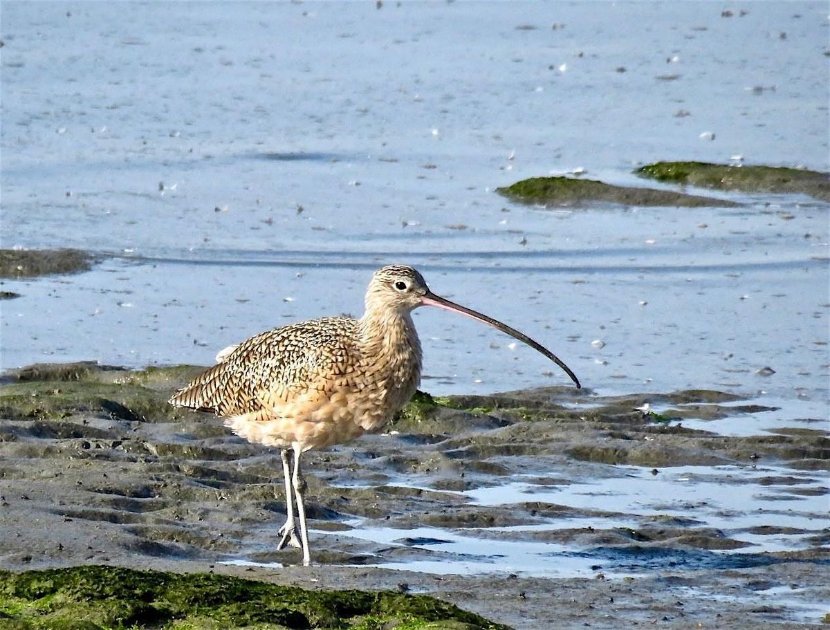 Birding the Alameda Shore