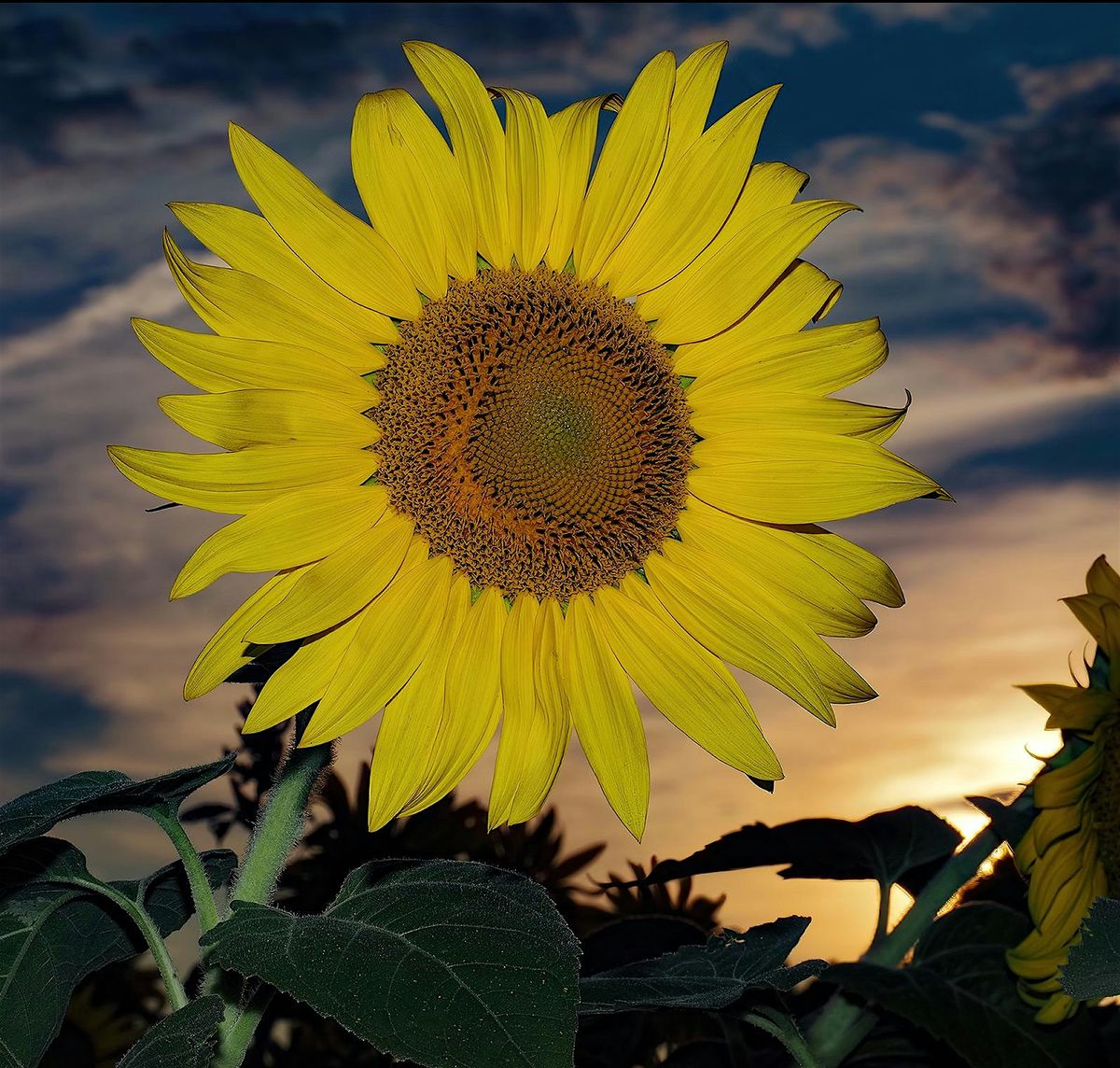 FLASH PHOTOGRAPHY  -  The Dying Art of Fill Flash