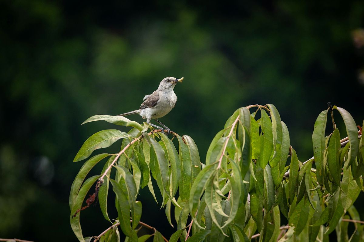 Gardening for Wildlife