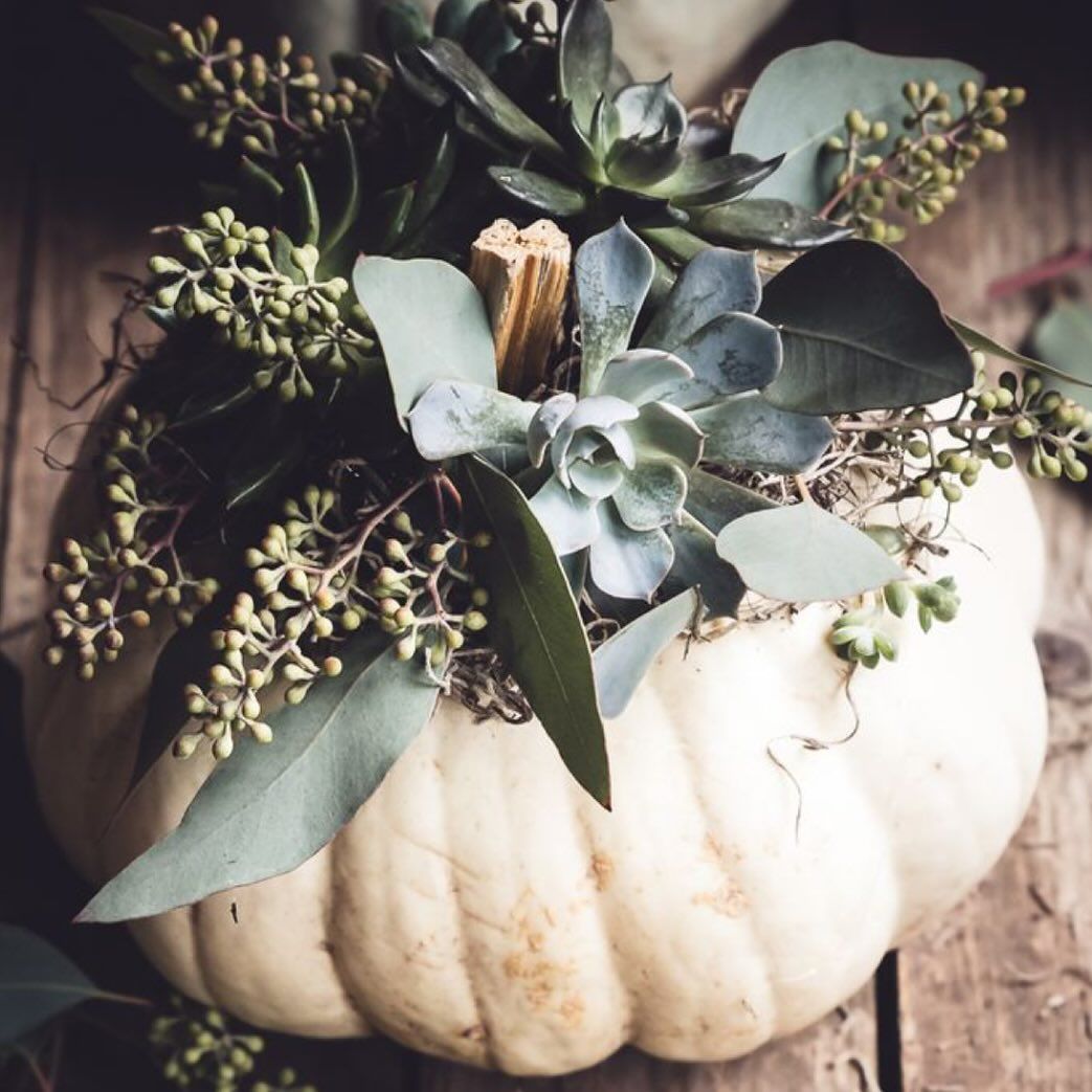 Pumpkin Succulents