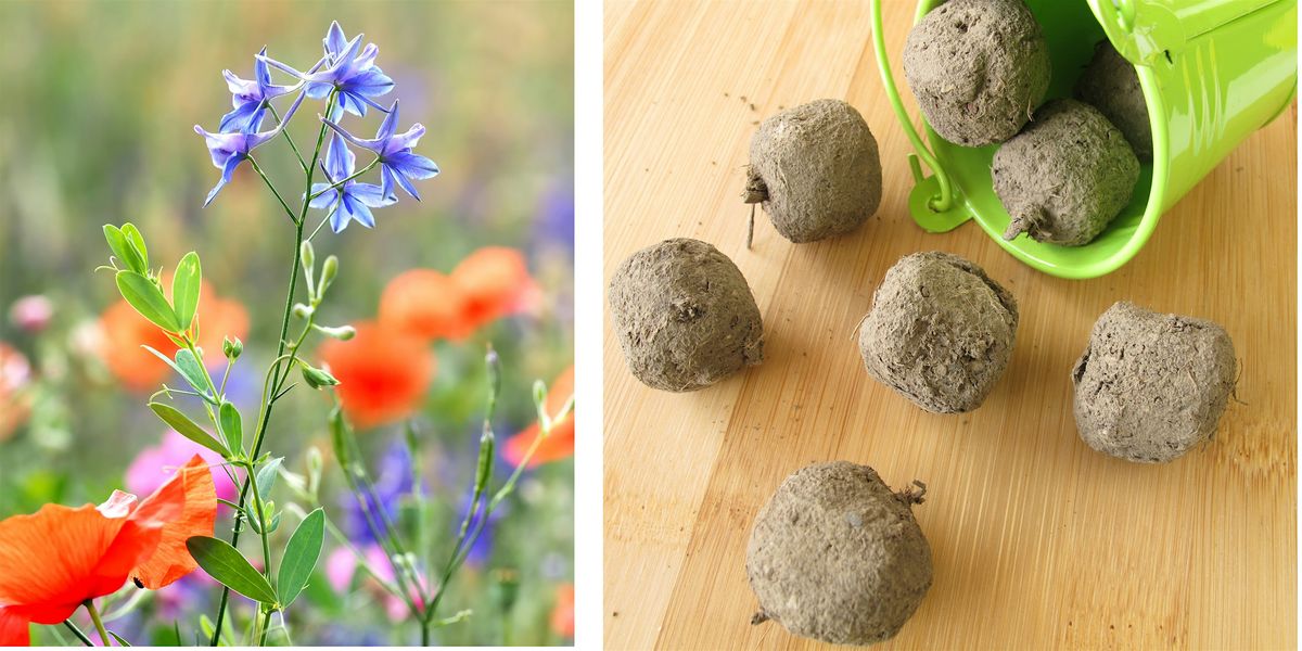 Kid's Workshop: Wildflower Seed Balls