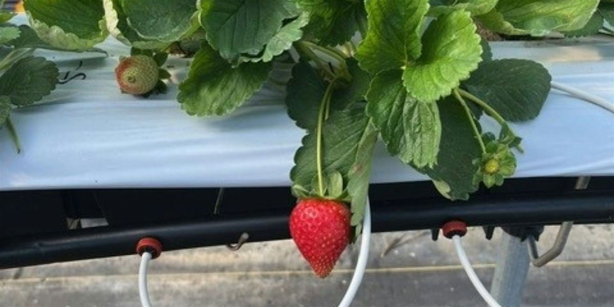 Hydroponic Organic Tabletop Strawberry Research Field Day