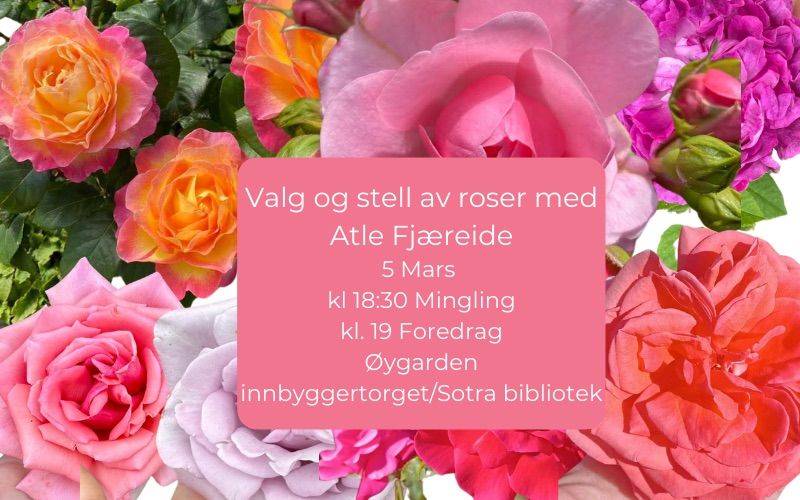 Valg og stell av roser med Atle Fj\u00e6reide