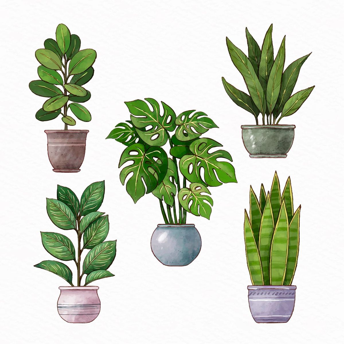 Master Gardeners: Houseplant Q and A