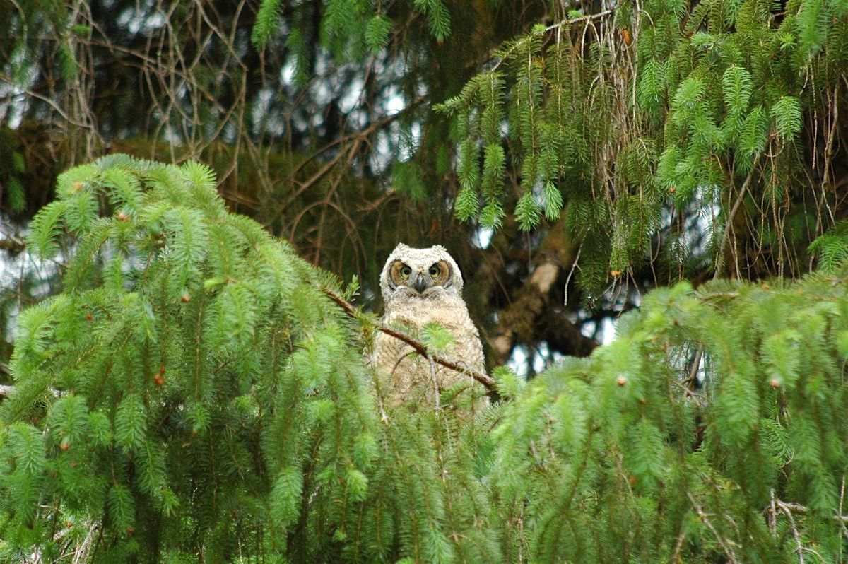 Normandy Park Owl Prowl at Walker Preserve Park