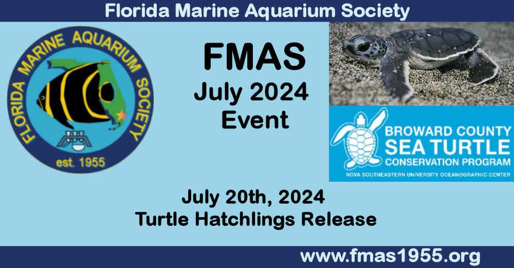 FMAS Turtle Hatchlings Release