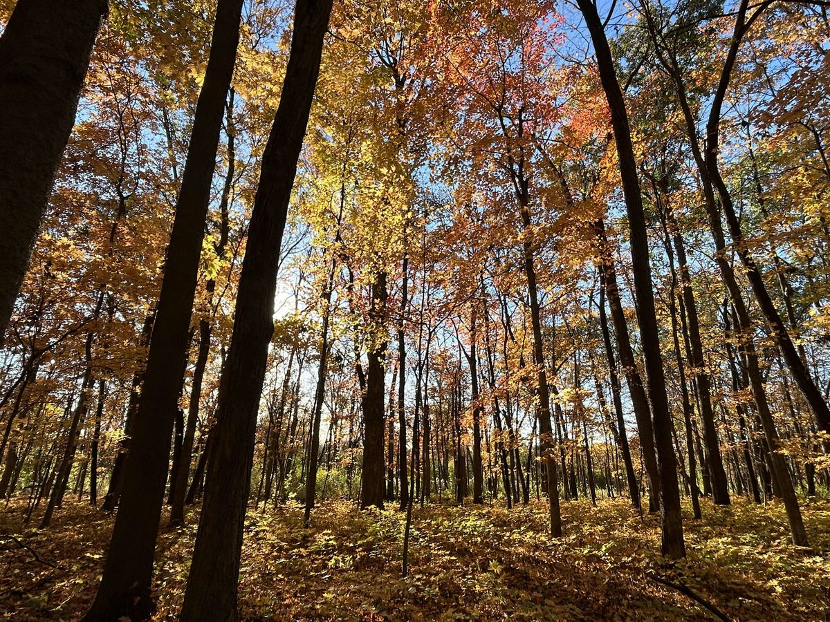 The Earth is Always Holding Us: Fall Forest Bathing
