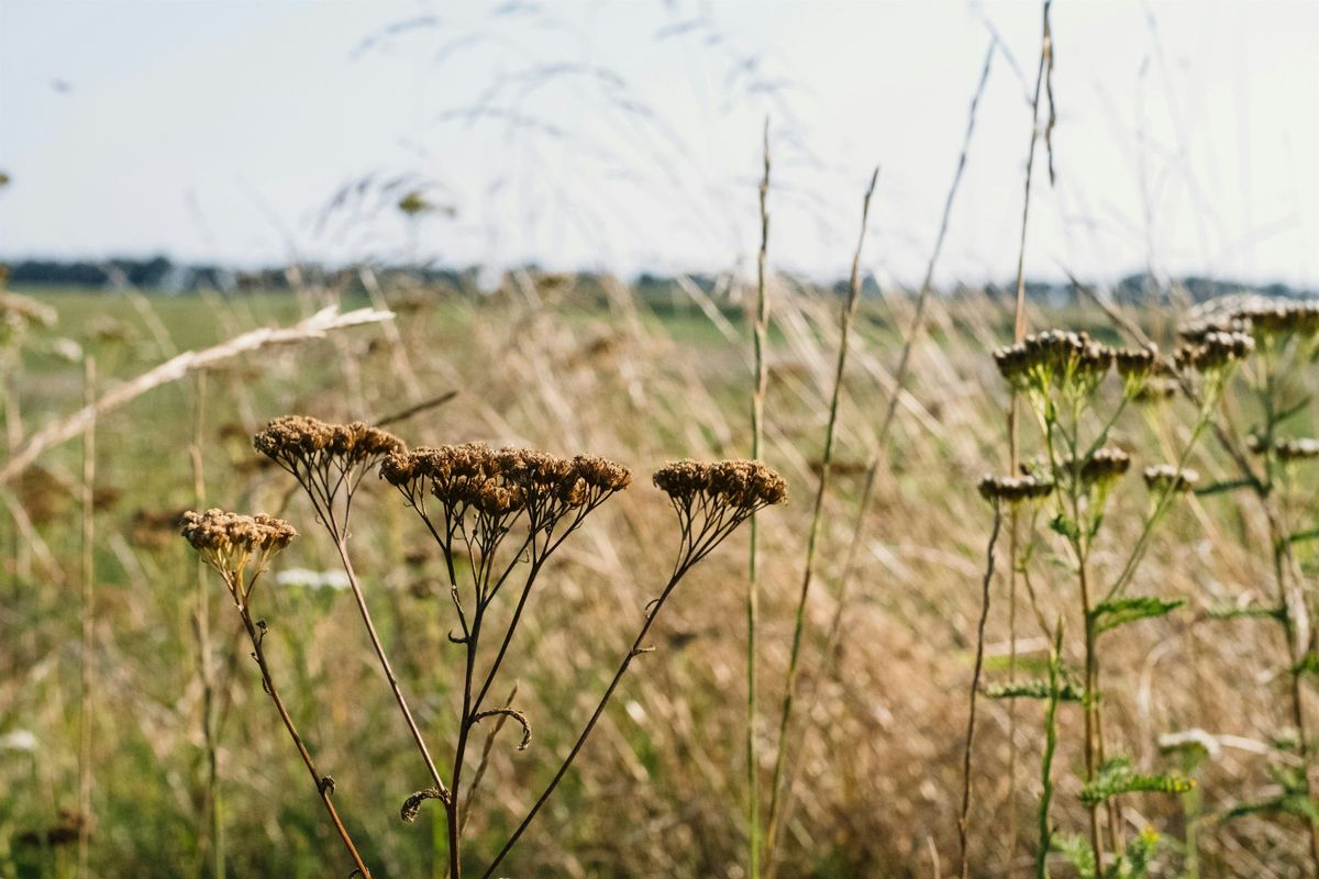 Beginner\u2019s Stewardship: Native Seed Harvesting Workshop