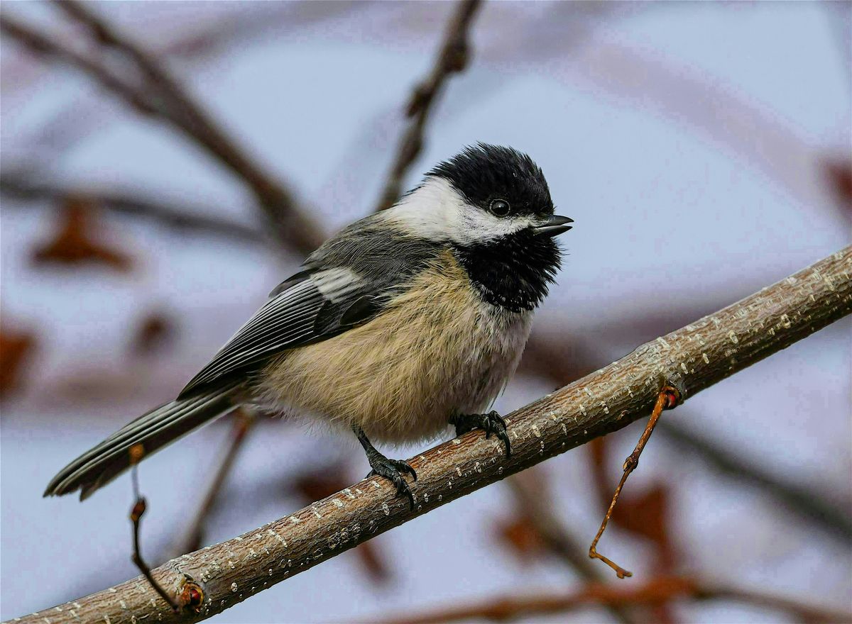 Birding at Kathryn Albertson Park