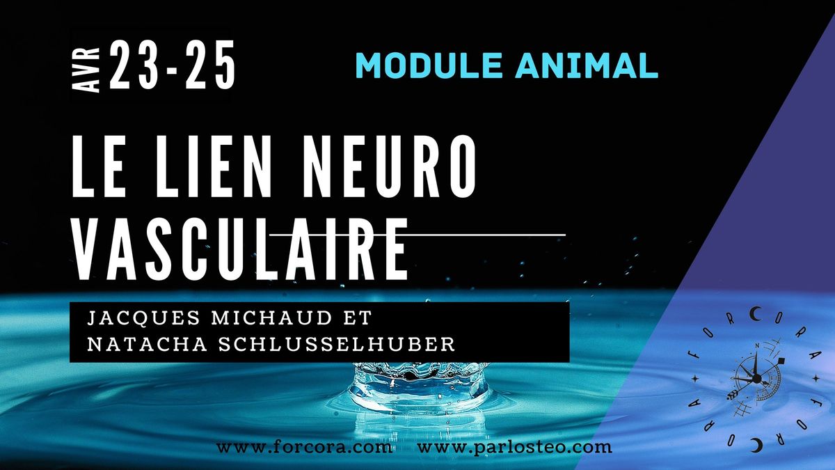 Le lien neuro vasculaire Parlosteo animalier