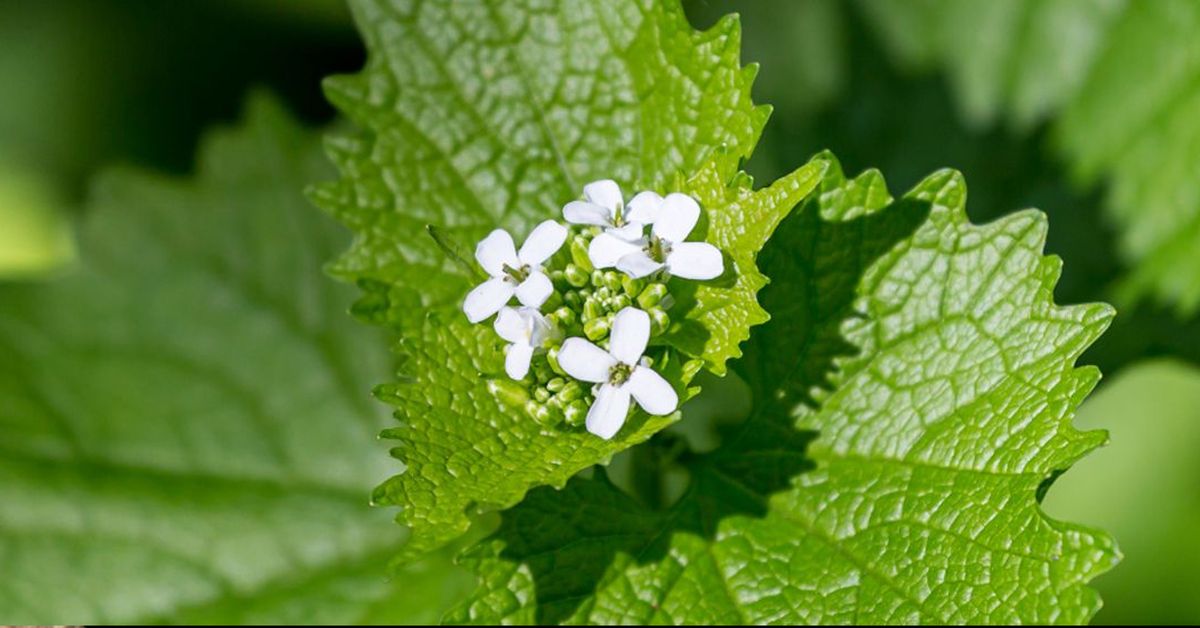 Invasive Plant Species Identification