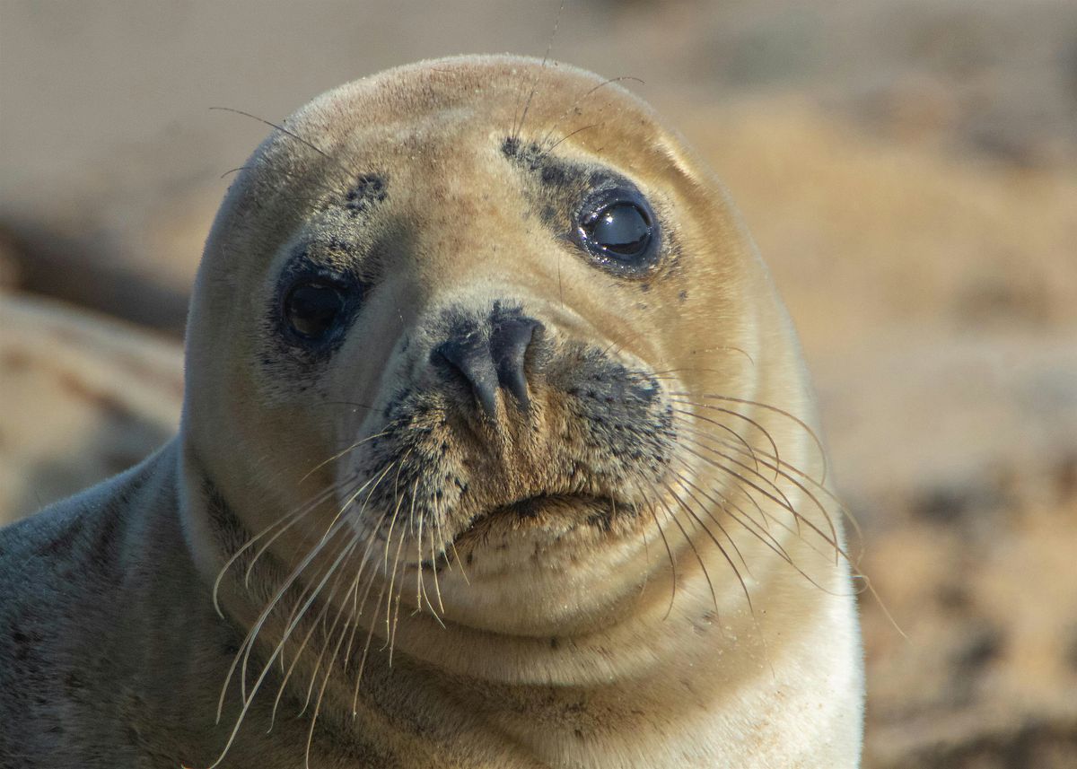 Volunteer Training to Monitor Seals Around Sandy Hook Bay, NJ