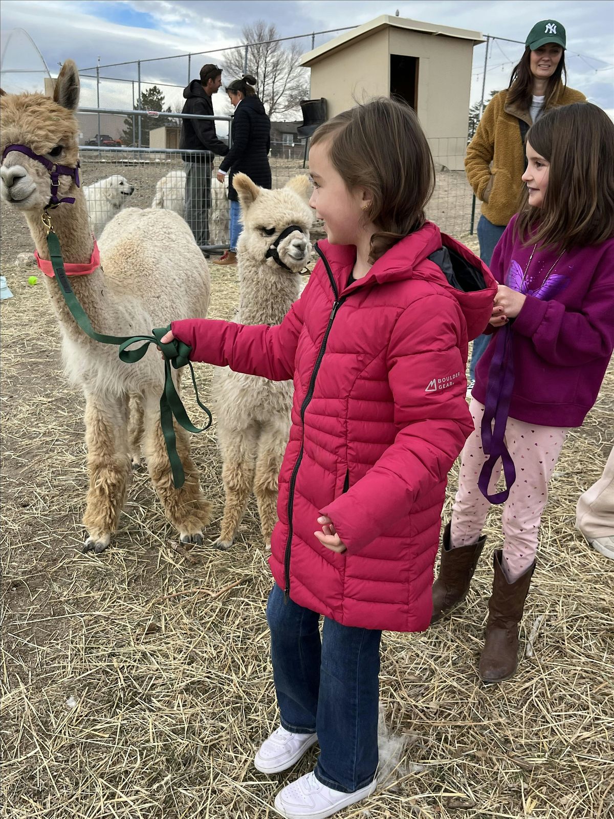 Alpaca Farm Tour