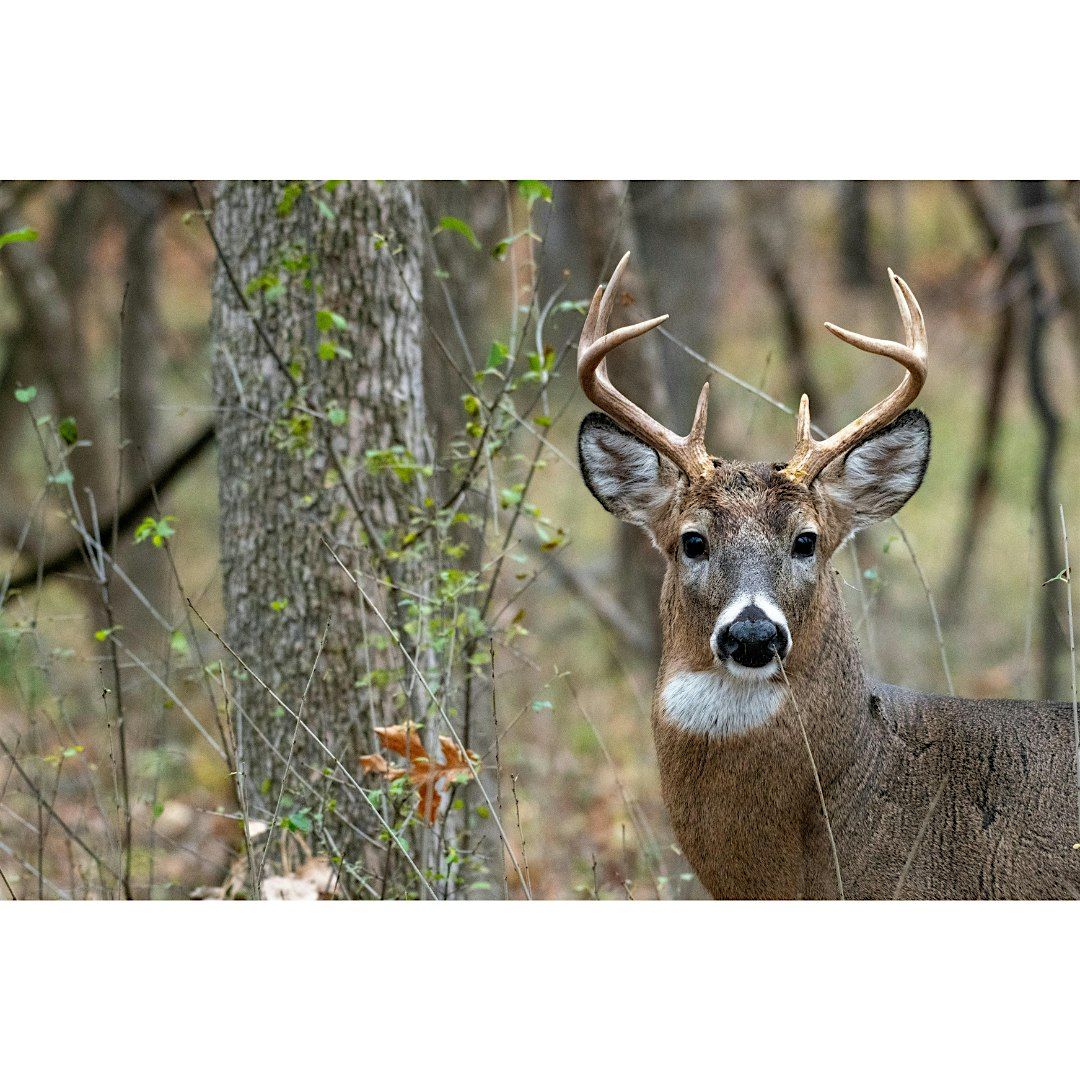 Fall Wildlife Safari, Family Program, $4 per person upon arrival
