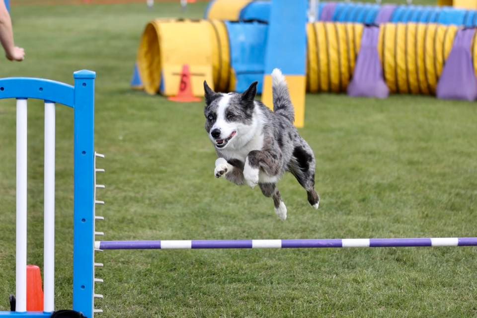 Sundog Agility March 2025 trial