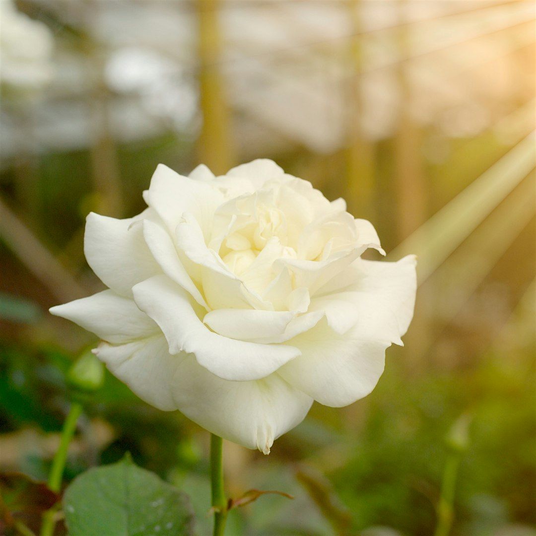 White Rose Ceremony & Women's Day Retreat!