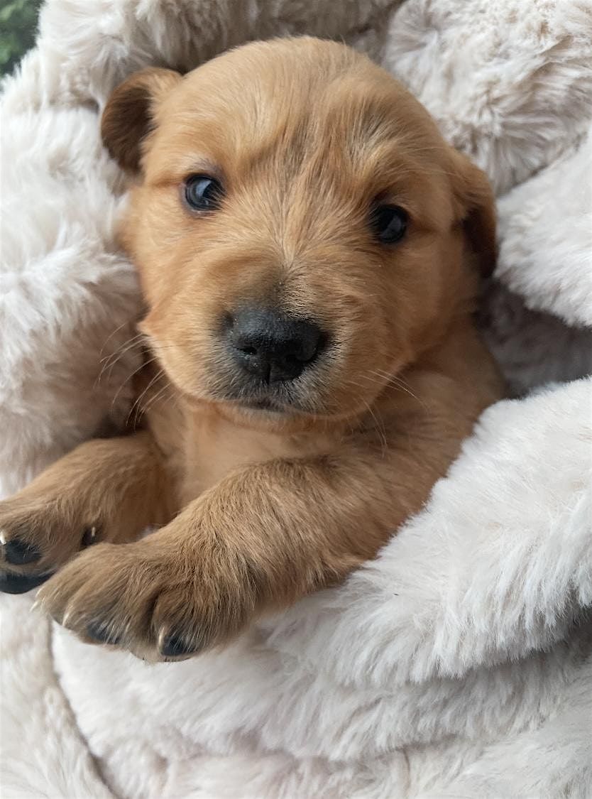 Oakville & Mississauga\u2019s  #1 Kid Friendly Puppy Yoga - Golden Retrievers