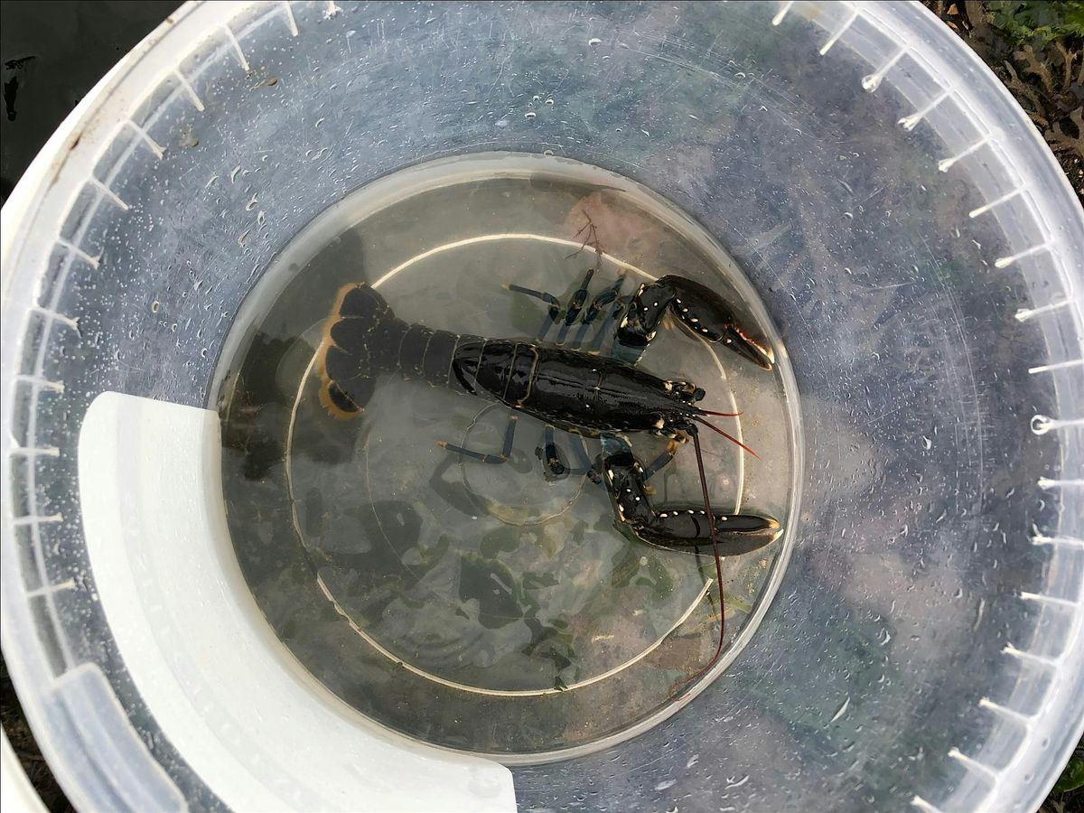 Extreme Rockpool Safari - South Landing, Flamborough