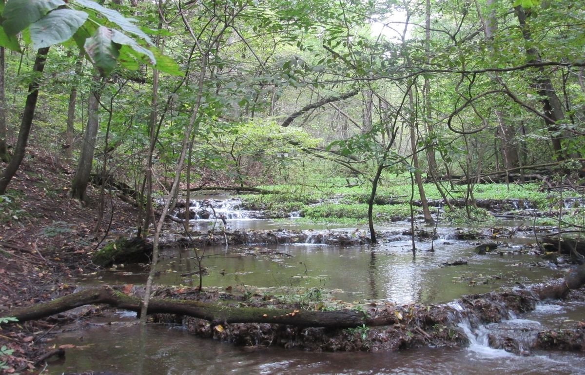 Buckthorn Cutting near a Trout Stream