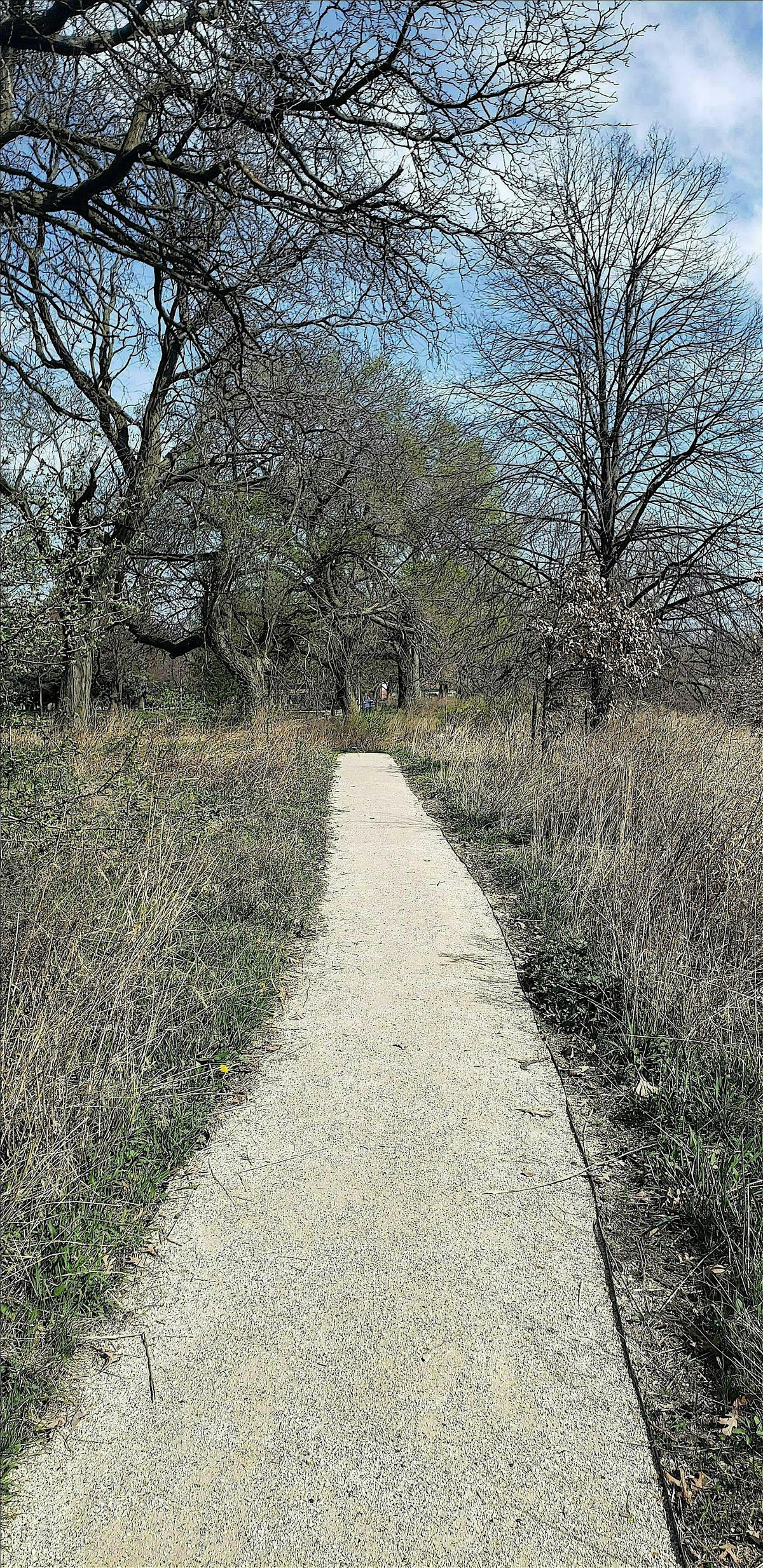 Introduction to Forest Bathing