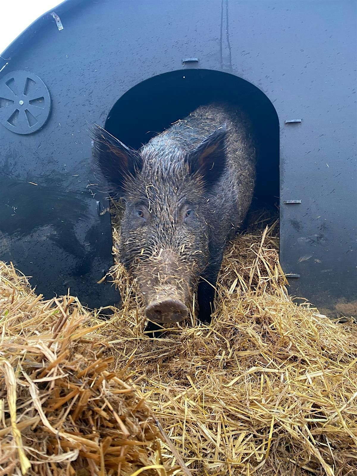 Meet our Iron Age Pigs at Panshanger Park