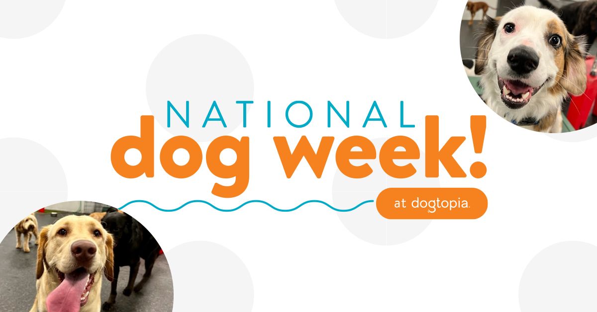 National Dog Week at Dogtopia Warwick