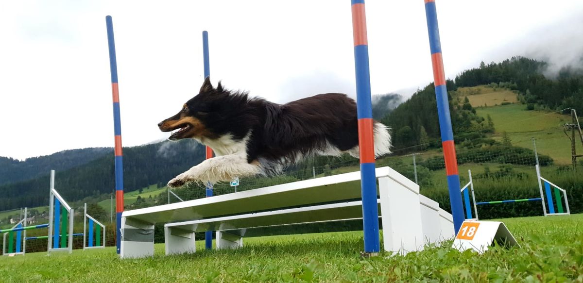 Agility & Sports Camp \/ 24.-28. June 2024 