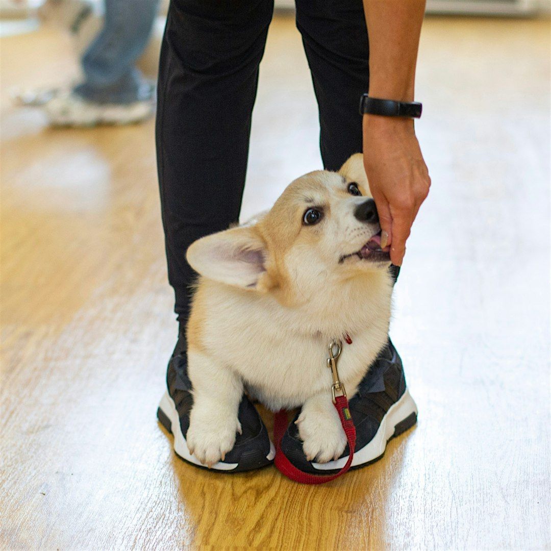 Puppy Training School SW1 Saturdays 10am