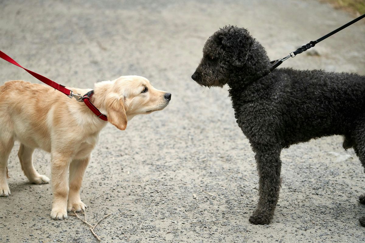 Glowing Hour: A Sunset Stroll & Sips for Dog Moms