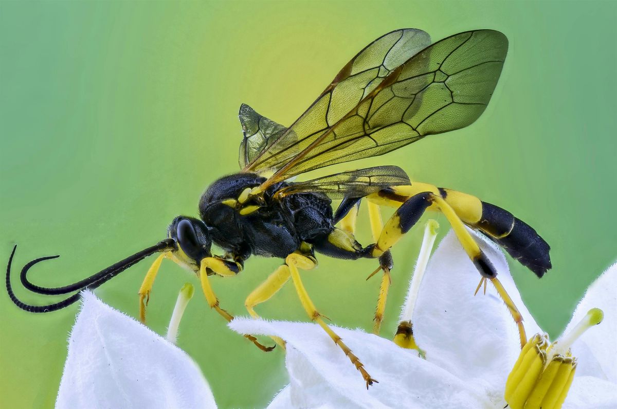 Family Event: Buzzing About Wasps