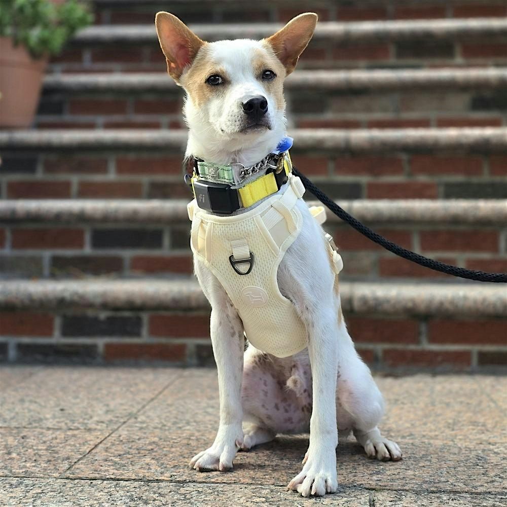 Dog Adoption Event at Petco Union Square