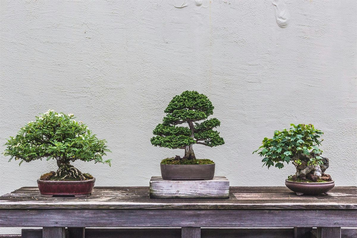 Repotting Bonsai with Brian and Steve of Portland Bonsai Supply