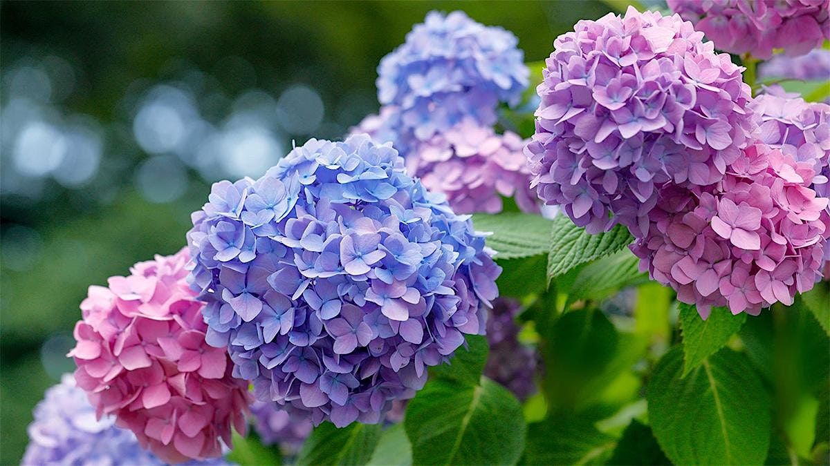 The 3 P's of Hydrangeas: Planting, Pruning and Propagation